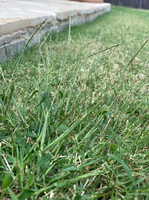 Get Rid Of The Stubborn Dallisgrass In Your Yard With These Tips