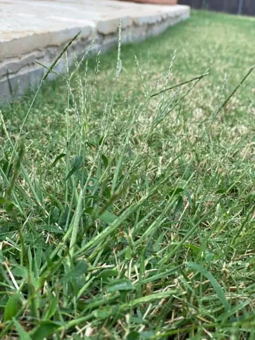Dallisgrass weed with seed heads in a North Texas lawn