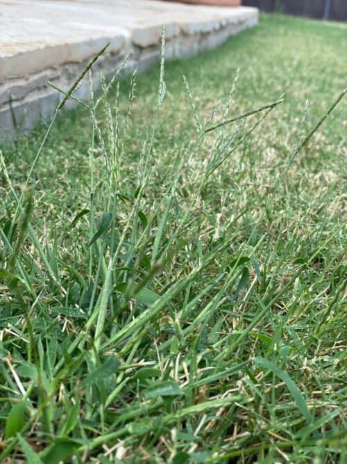Crabgrass with seed heads found in a Dallas, TX yard.