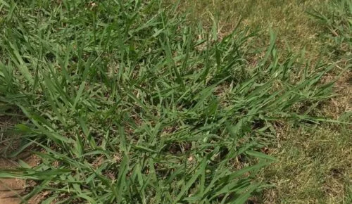 Weedex-Lawn-Care-best-residential-dallisgrass-weed-control-in-Dallas-Texas