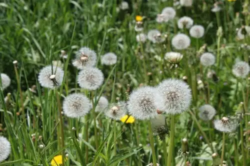 dandelion weeds in grass