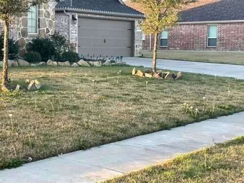 North Texas home with dandelion weeds in the front lawn