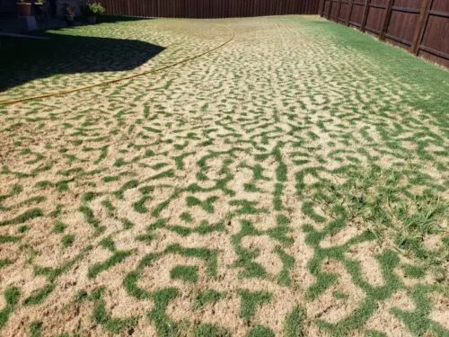 Frost damaged lawn in North Texas