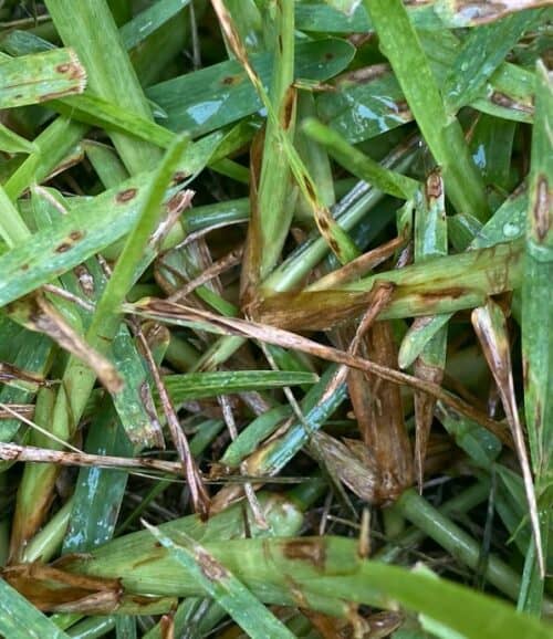 grey leaf spot fungus on St Augustine grass blades in a north Texas lawn