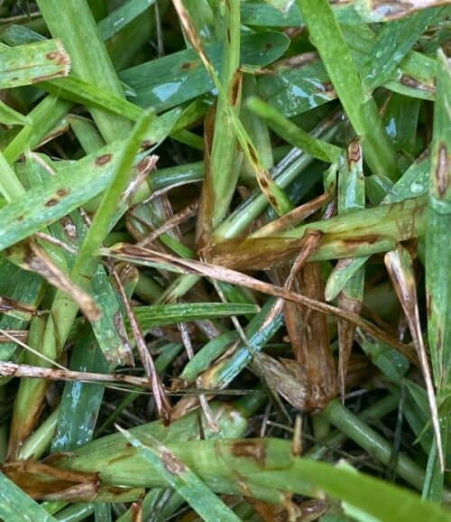 How to Treat Fungus in St Augustine Grass  