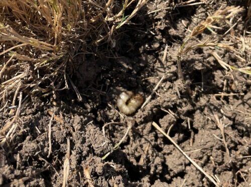 white grub in the loose soil of a lawn