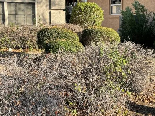 Hard Freeze Damage to Shrubs on North Texas Lawn