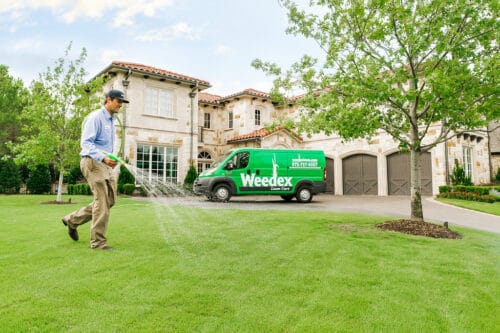 Weedex Lawn Care professional using hose to spray fungicide on lawn in McKinney Texas