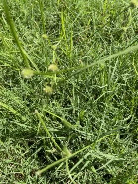Kyllinga nutsedge weed with seed balls in a north Texas lawn