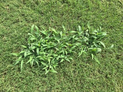 Crabgrass weeds bunched together in a yard near Garland, Texas.