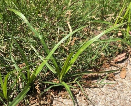 Nutsedge weeds in a lawn near Dallas, TX.