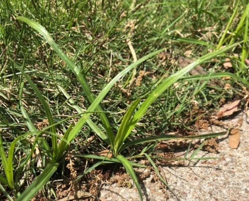 What Is The Difference Between Nutsedge And Crabgrass Weedex Lawn Care