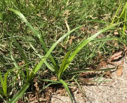 Nutsedge weed in North Texas lawn