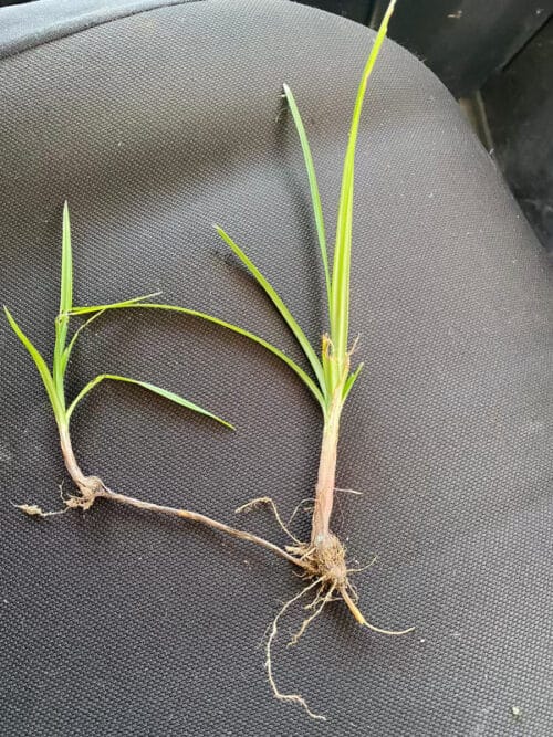Nutsedge weed with rhizome root connectors