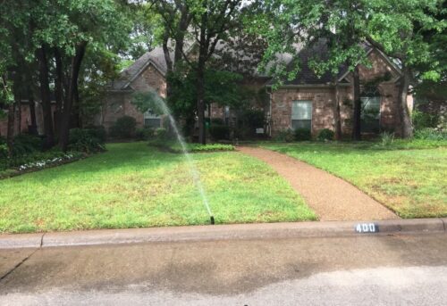 Overwatered yard with lawn fungus in Fort Worth, Texas.