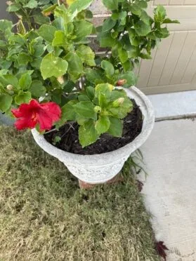 Potted Hibiscus, protect from these and other plants frost damage