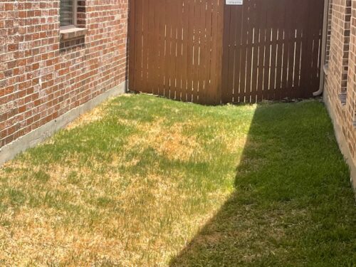 Brown drought stressed grass caused by radiating heat damage from brick wall