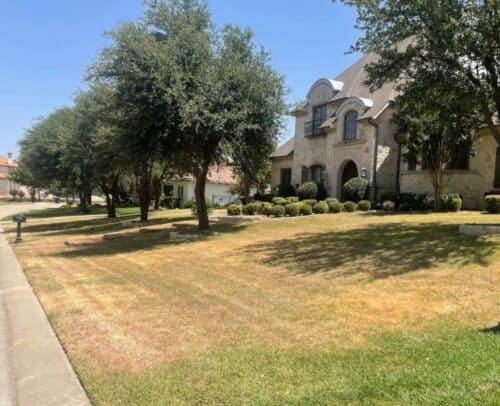 Light brown front lawn caused by drought stress