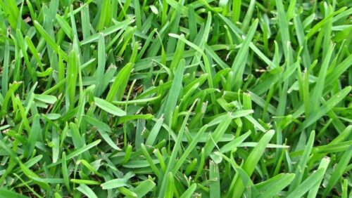 green St Augustine grass