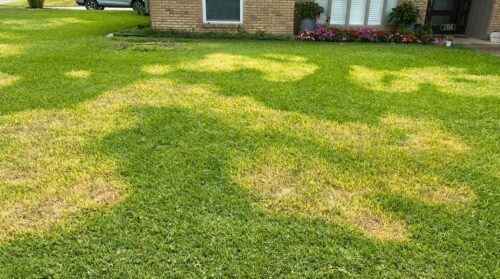 Take-all root rot fungus in north Texas lawn