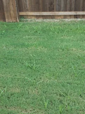 widespread nutsedge weeds in a north Texas lawn