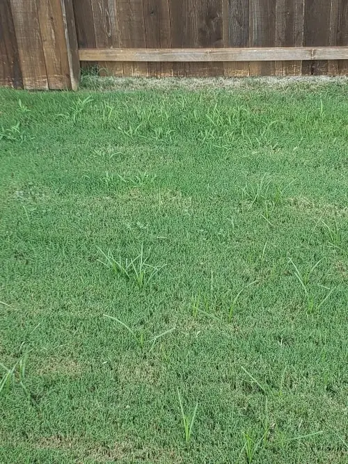 Widespread nutsedge weeds in a yard outside of Fort Worth, TX.