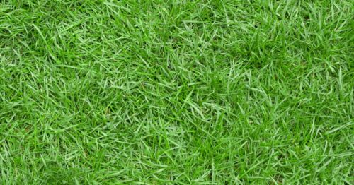 green Zoysia grass