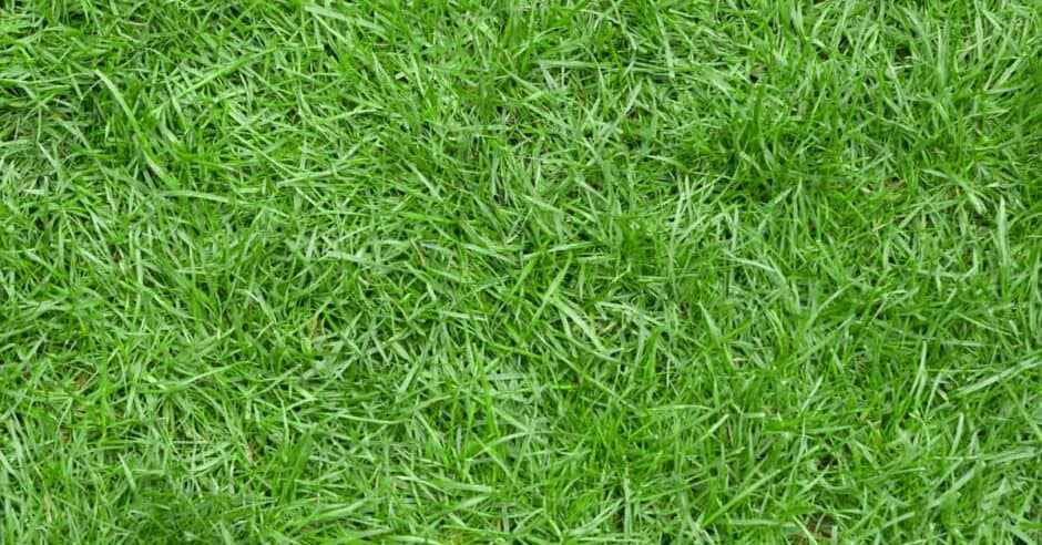Zoysia grass in a lawn near Plano, TX.