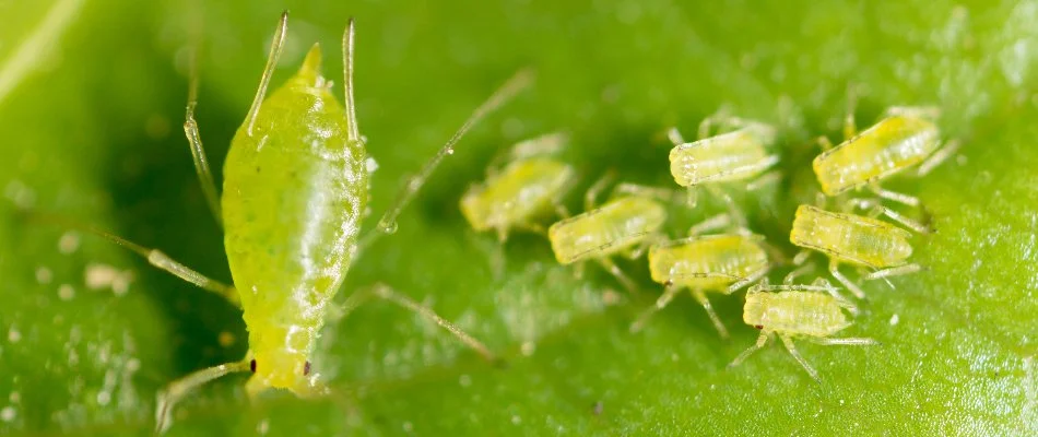 Adult and nymph aphids on a leaf in Dallas, TX.