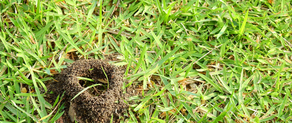 Ant hill found in a lawn in Wylie, TX.