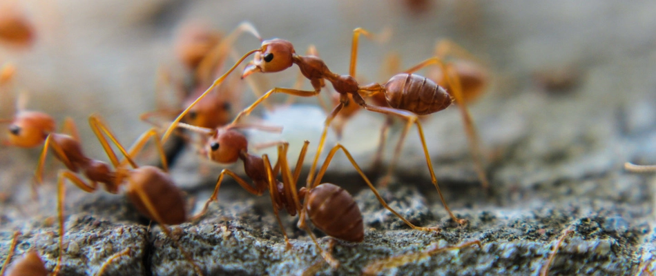 Ant infestation found on property in Richardson, TX.