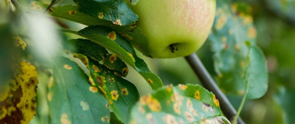 Apple leaves in Dallas, TX, with cedar-apple rust disease.