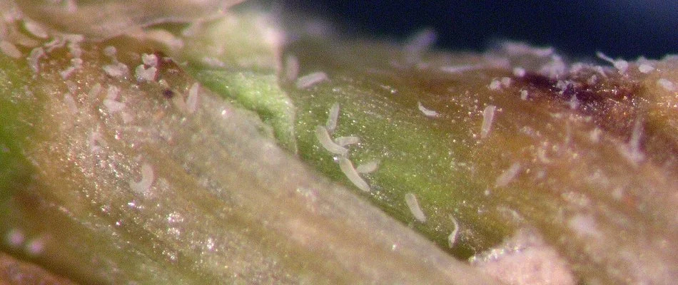 Bermudagrass mites found on a lawn in Dallas, TX.