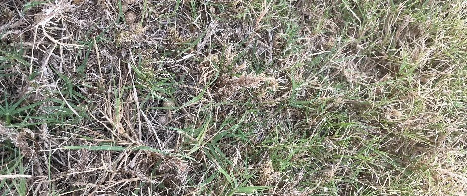 Damaged lawn from a Bermuda mite infestation in Dallas, TX.