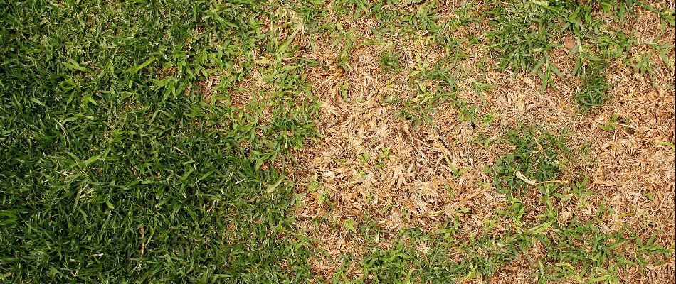 Brown patch disease on a lawn found in Dallas, TX.