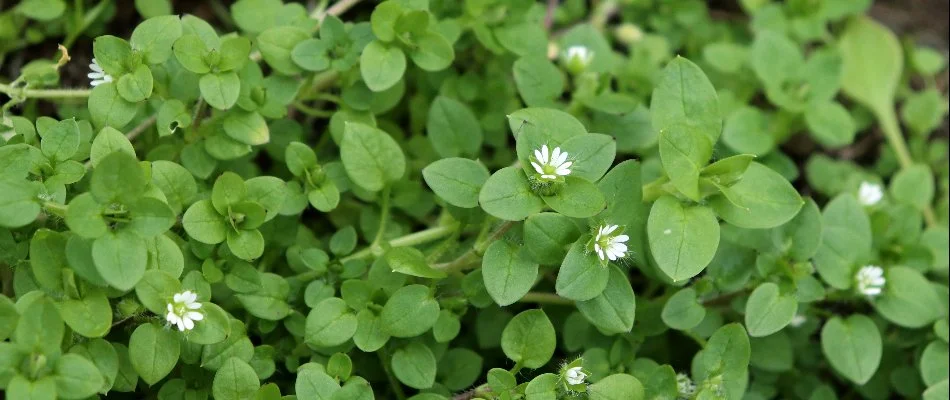 Chickweed with white flowers on a lawn in Dallas, TX.