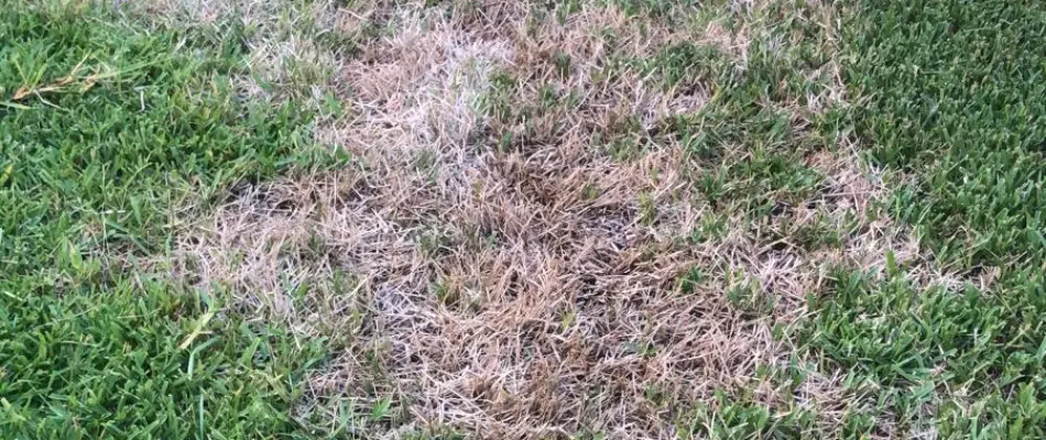 Lawn damage caused by chinch bugs in Dallas, TX.