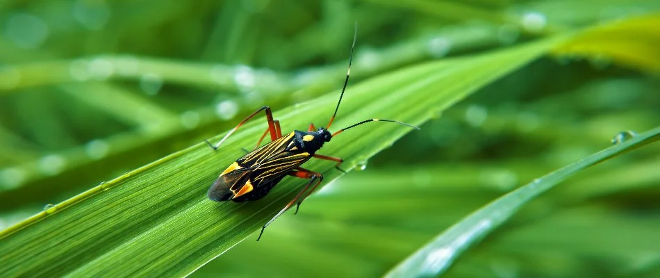 Chinch bug on a grass blade in Dallas, TX.