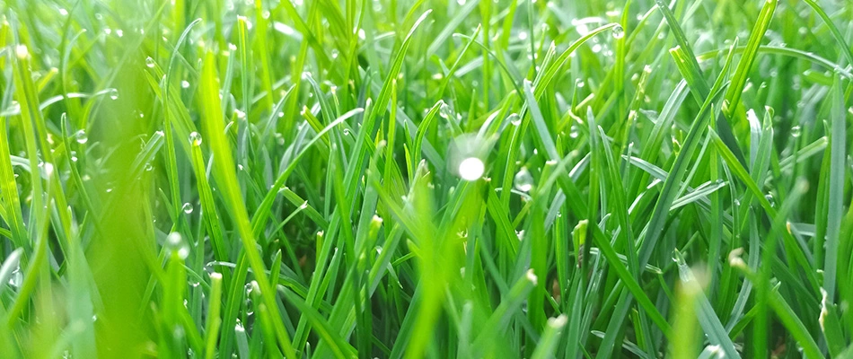 Dew drops over healthy lawn in Fort Worth, TX.