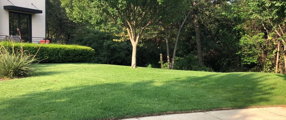 Fertilied green grass in Dallas, TX, with trees and shrubs.