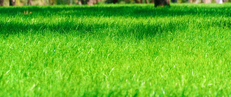Fertilized lawn in Garland, TX.