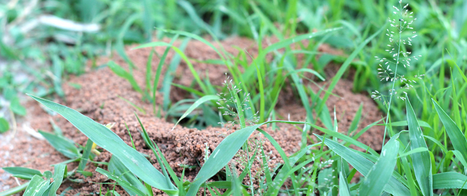Fire ant hill found in landscape in Euless, TX.