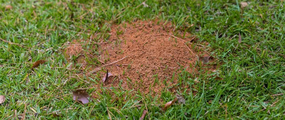 Fire ant mound on a lawn in Dallas, TX. 