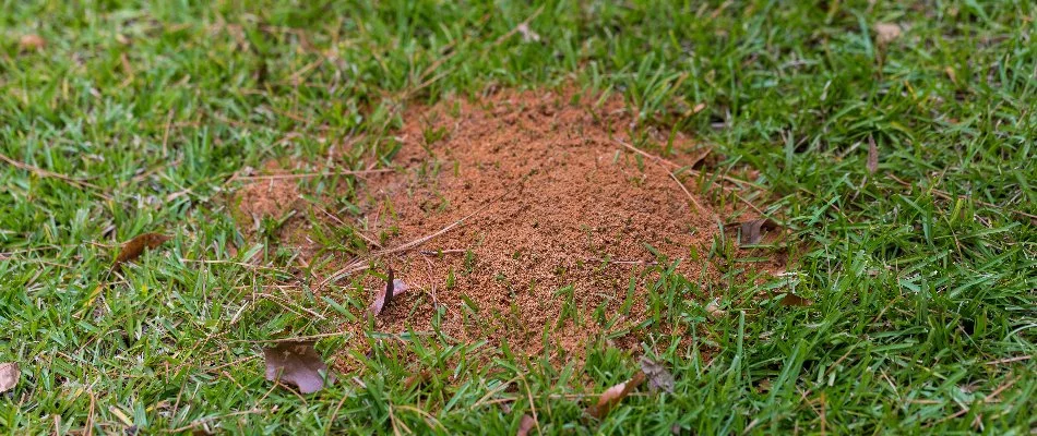 Fire ant colony that was found in Dallas, TX.