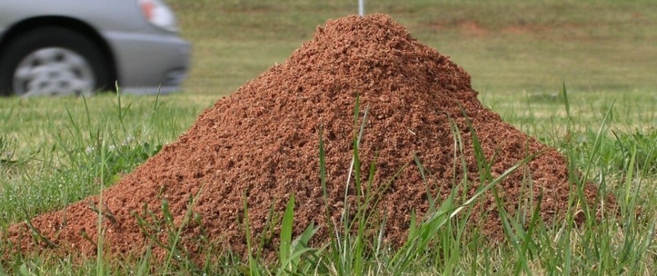 Fire ant mound found in a client's lawn in Arlington, TX.