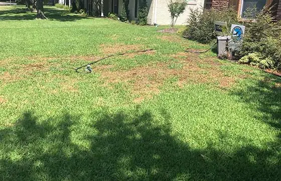 Gray leaf spot lawn disease in a yard near Arlington, Texas.