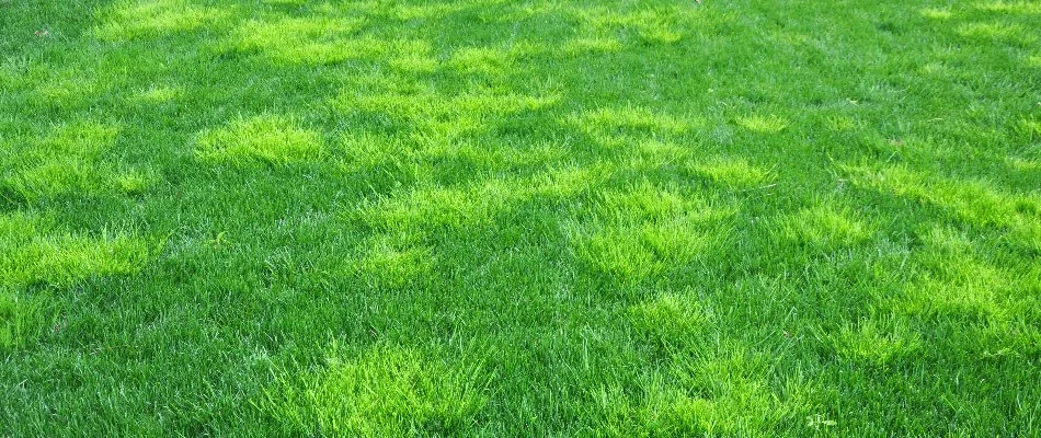 Green lawn in Dallas, TX, with Poa annua weeds.