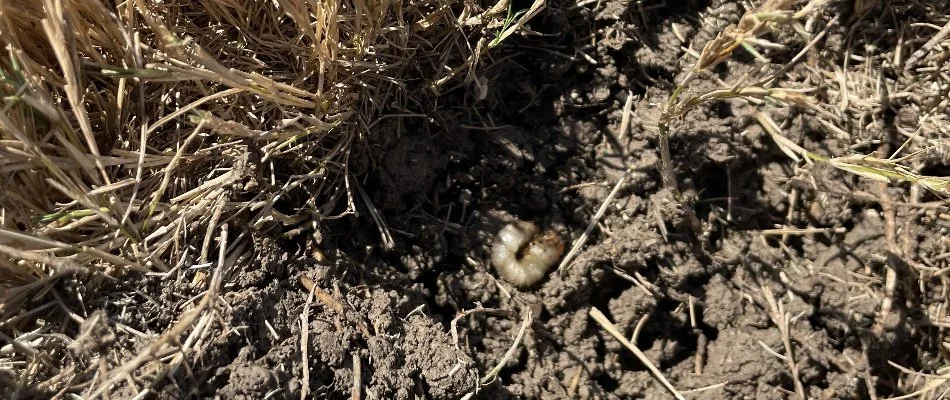 Grub found on a lawn in Dallas, TX.