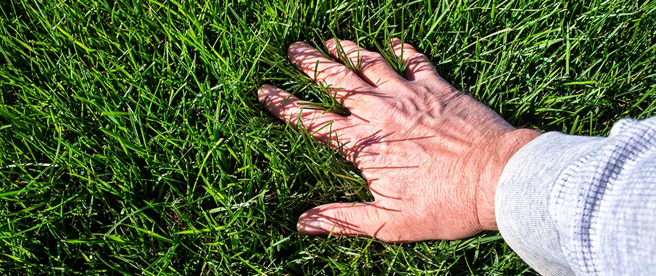 Hands feeling fertilized and healthy lawn in Dallas, TX.