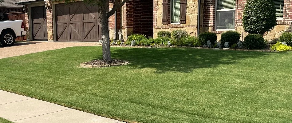 Healthy Bermuda lawn with lush shrubs in Grand Prairie, TX.